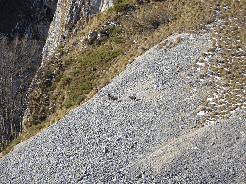 Rupicapra rupicapra.....dal Trentino Alto Adige